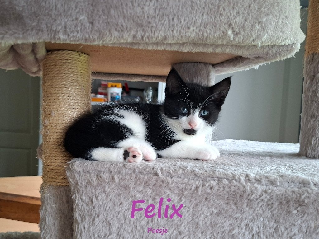 2 Lieve kittens te koop, Meerdere dieren, Ontwormd