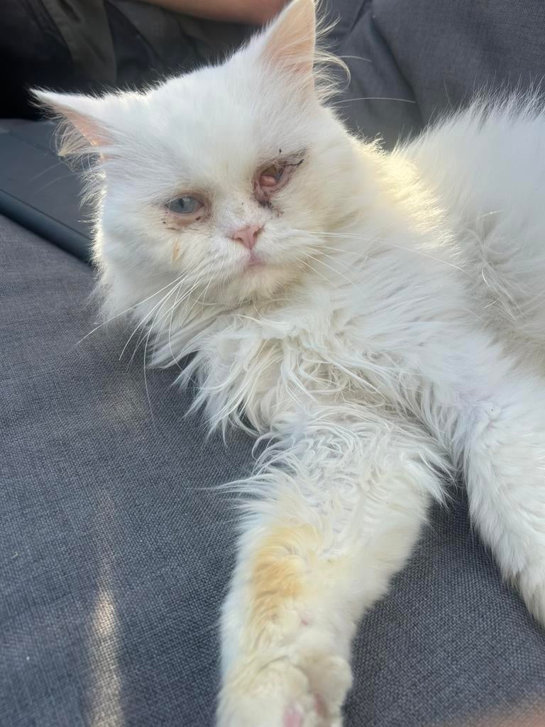 Britse langhaar kater, Kater, Gechipt, 3 tot 5 jaar