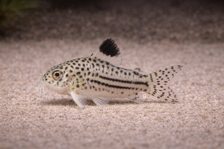 Aangeboden jonge Corydoras Julii 3/3,5cm €5,00, Vis, Zoetwatervis, Schoolvis