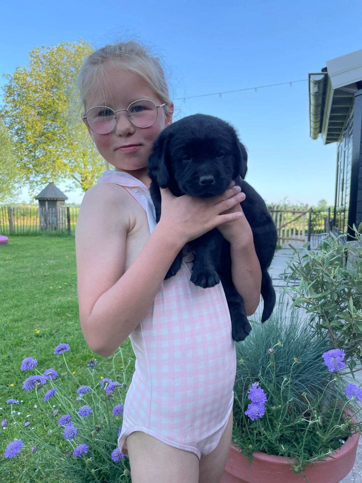 LIEVE Labrador  🤎 golden pups, Dieren en Toebehoren, Honden | Retrievers, Spaniëls en Waterhonden, 1 tot 2 jaar, Labrador retriever