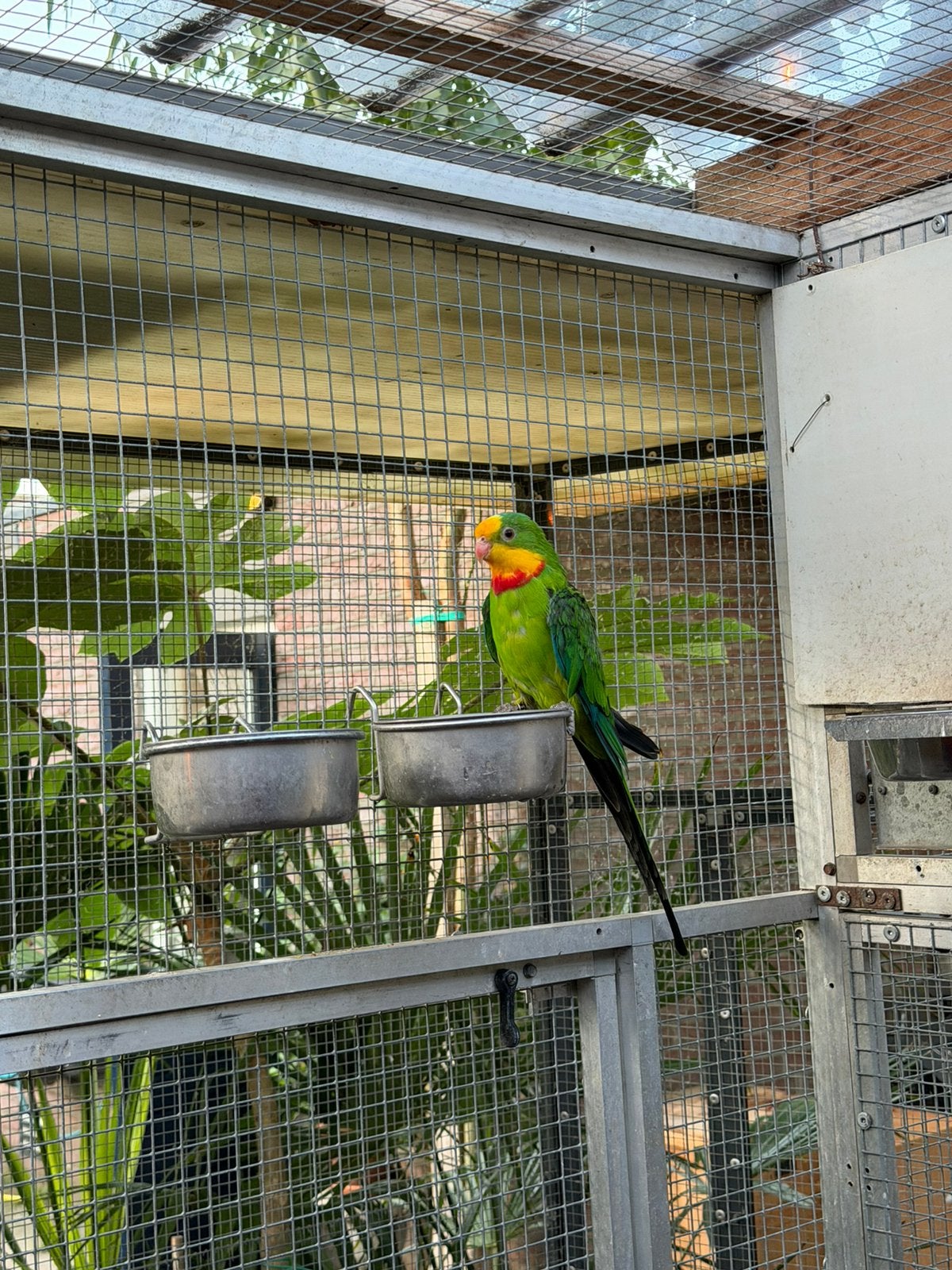 Parkieten, Meerdere dieren, Parkiet