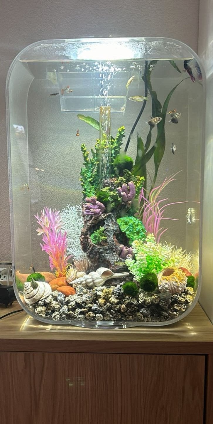 Biorb doorzichtig 60 liter aquarium, Vis, Zoetwatervis