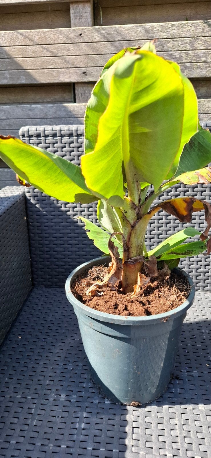 Prachtige Bananenplant 45 cm, Ophalen of Verzenden, Overige soorten, Volle zon