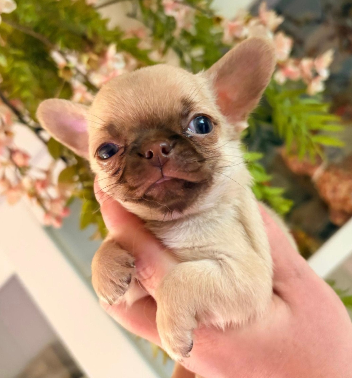 Prachtige Chihuahua pups met fci stamboom., Parvo, 8 tot 15 weken, Meerdere, Meerdere dieren
