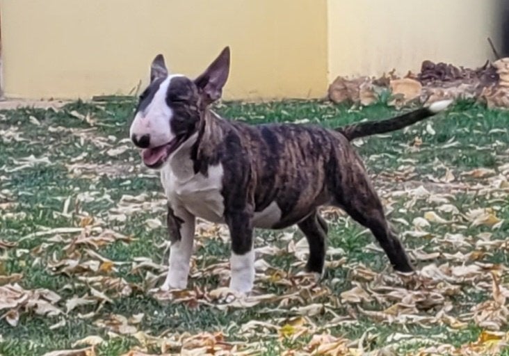 Miniature Bullterrier Female, Dieren en Toebehoren, Bull Terriër, Reu, 8 tot 15 weken, Buitenland