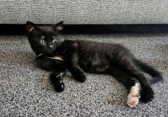 Nog 1 poesje beschikbaar, in huis opgegroeid, Dieren en Toebehoren, Katten en Kittens | Overige Katten, Meerdere dieren, Kortharig