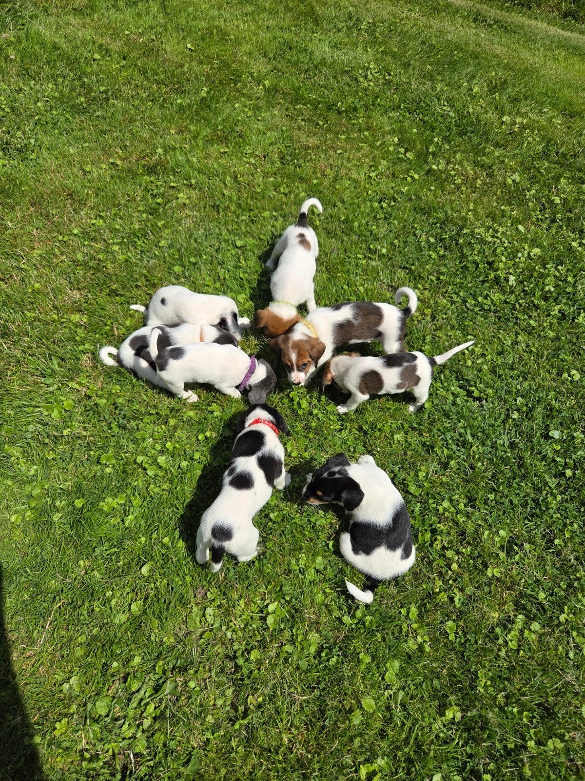 8 MOOIE BOERENFOX PUPS, 8 tot 15 weken, Parvo, Meerdere, Meerdere dieren