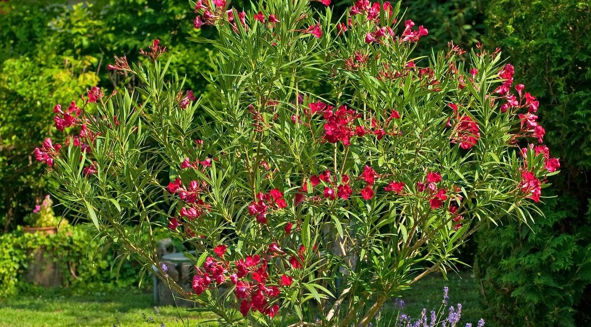Oleander groot!, Tuin en Terras, Ophalen, Overige soorten, Volle zon