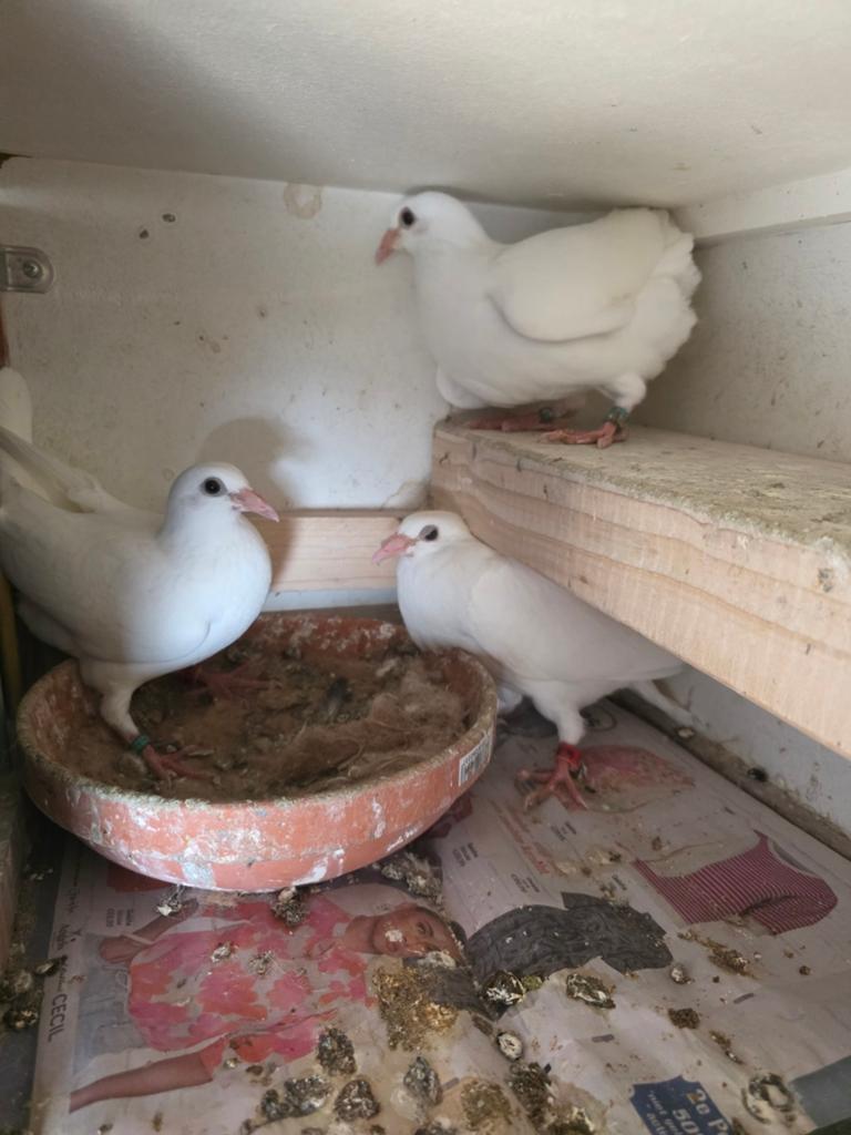 4  jonge witte postduiven, Dieren en Toebehoren, Vogels | Duiven, Meerdere dieren, Postduif
