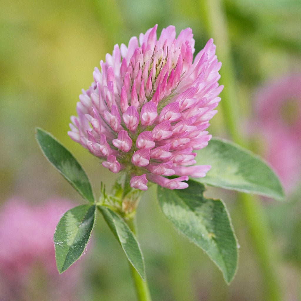 Zaden rode klaver (Trifolium pratense) - inheems, biologisch, Ophalen of Verzenden, Voorjaar, Volle zon, Zaad