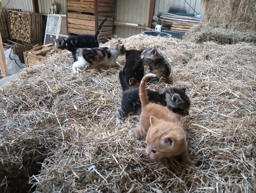 Lieve boerderijkittens te koop 6 stuks, Dieren en Toebehoren, Katten en Kittens | Overige Katten, Meerdere dieren, 0 tot 2 jaar