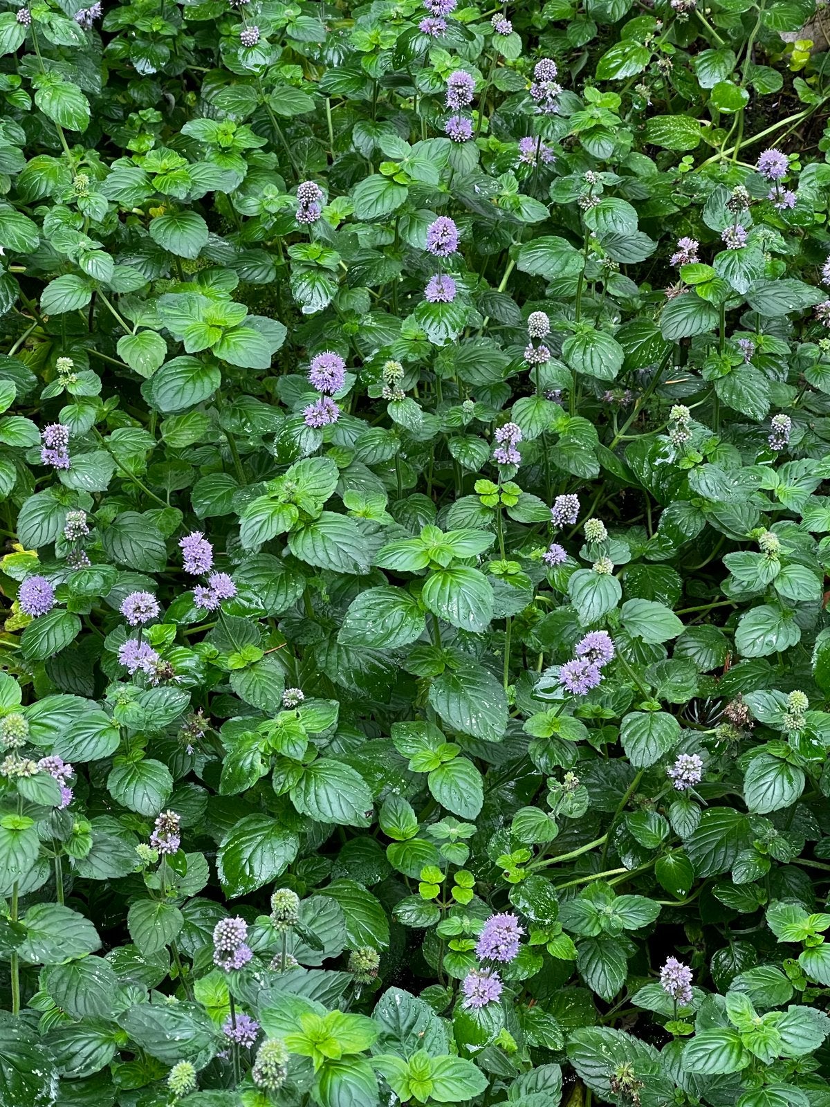 Gratis vijverplanten (watermunt, waterlelie) en bodembedekke, Tuin en Terras, Ophalen, Vaste plant, Vijverplanten, Volle zon