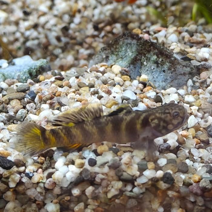 Mugilogobius flavomaculatus, Dieren en Toebehoren, Vis