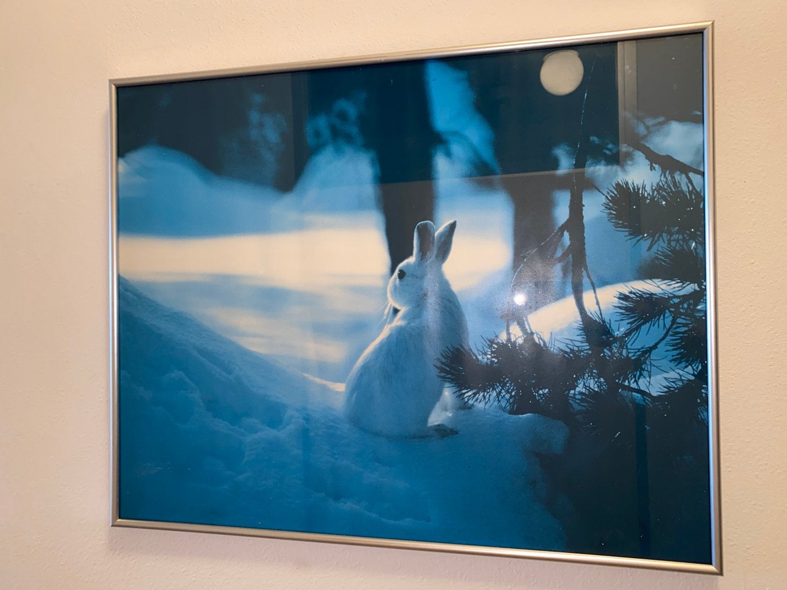 Foto van witte haas in de sneeuw (50x40 cm), Minder dan 50 cm, Gebruikt, Ophalen of Verzenden, Foto of Poster