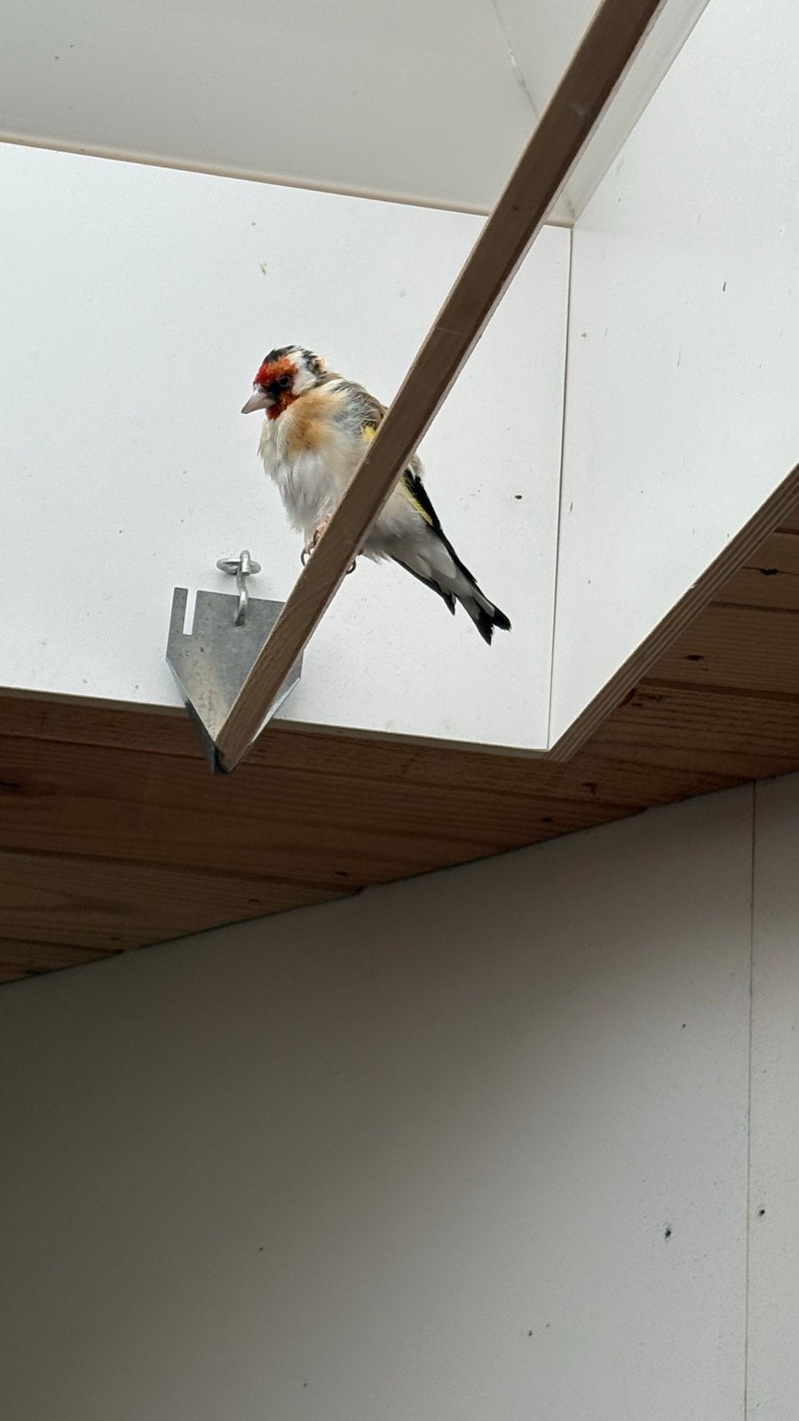 Pop putter, Vrouwelijk, Wildzangvogel