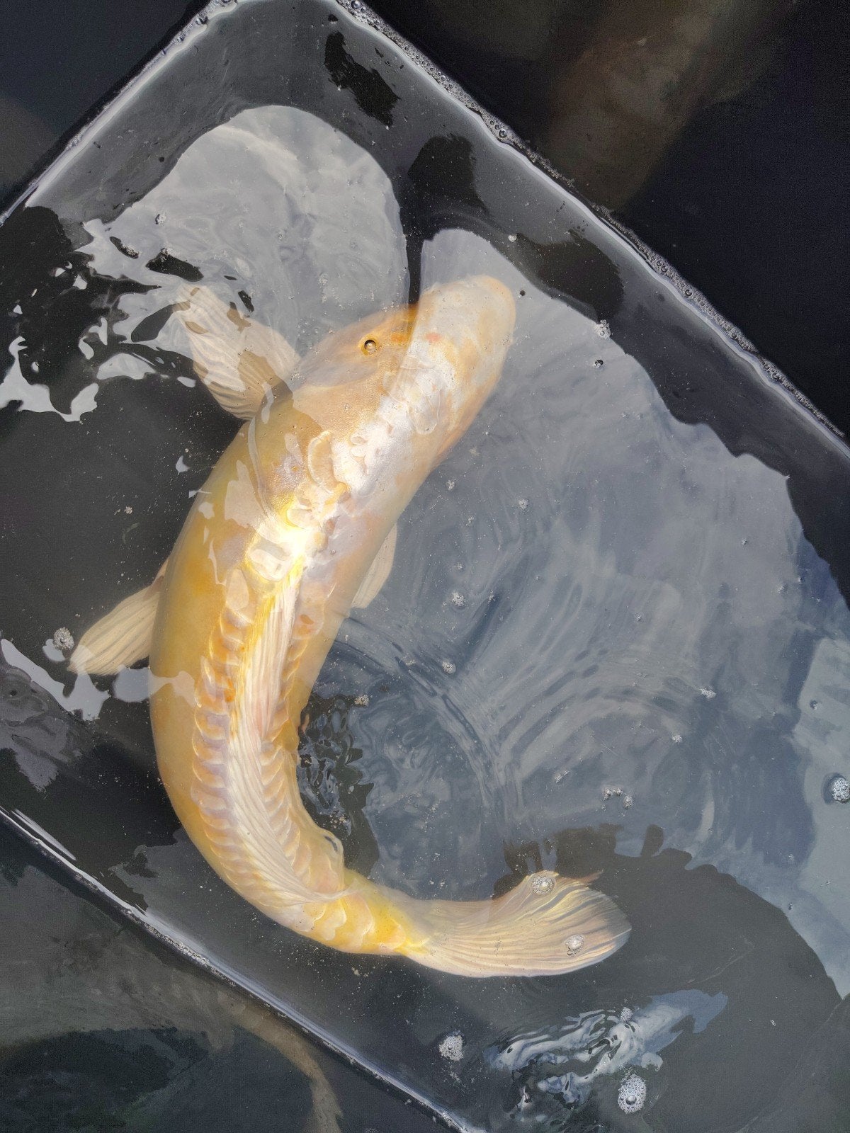 Prachtige japanse doitsu purachina 51cm, Karper of Koi