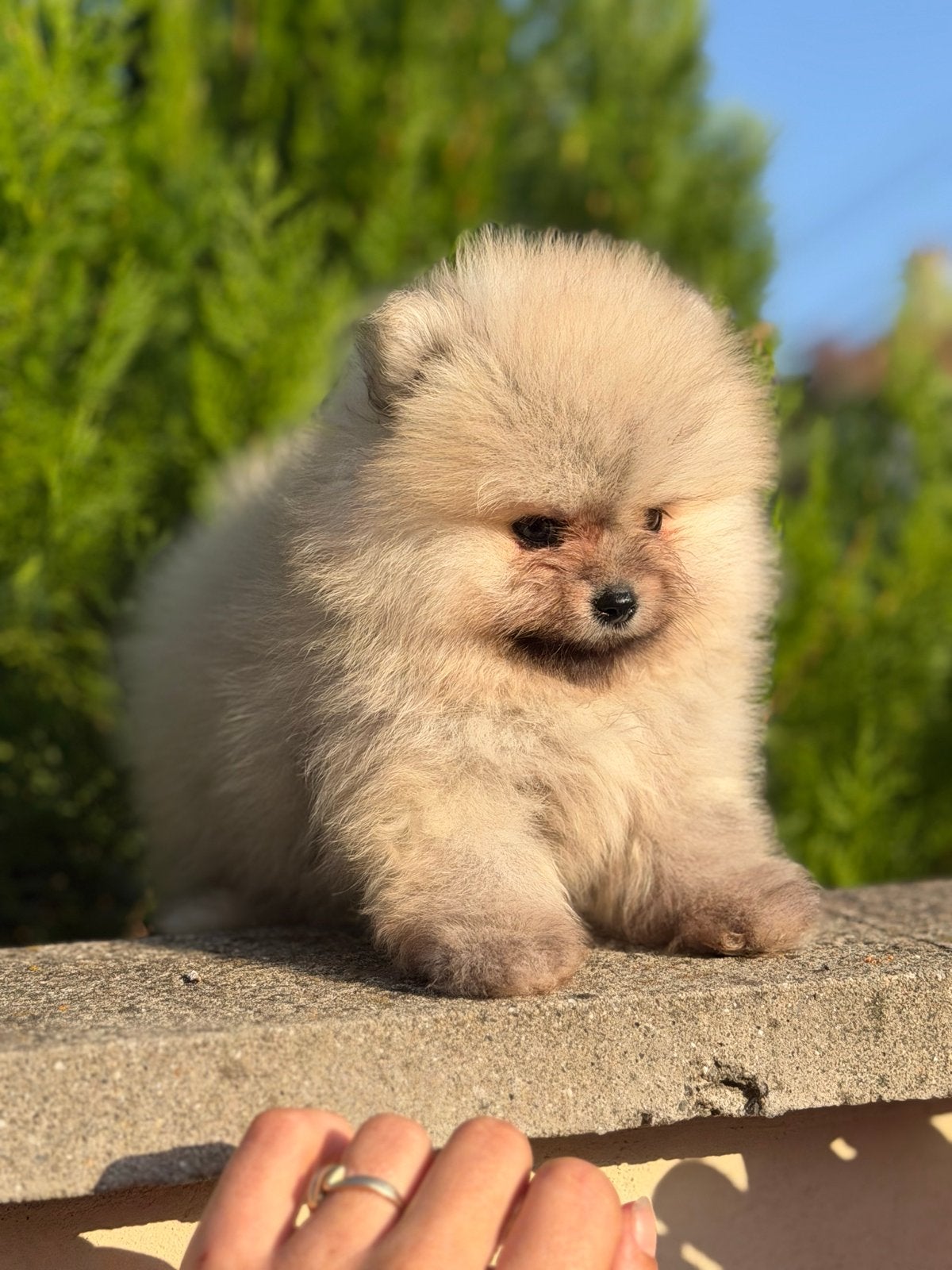 Pomeriaan, Dieren en Toebehoren, Honden | Niet-rashonden, Fokker | Hobbymatig, 8 tot 15 weken, Buitenland, Meerdere
