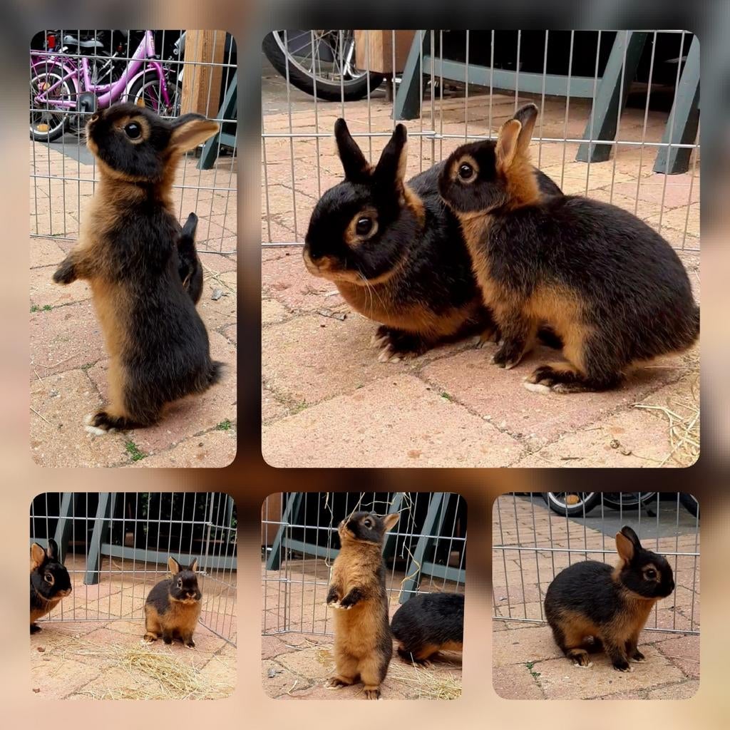 Beschikbaar!! Kleurdwerg dwerg konijn tan rammetjes!!, Meerdere dieren, Dwerg, 0 tot 2 jaar