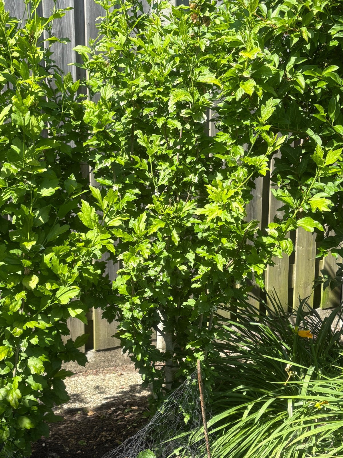 Hibiscus, Tuin en Terras, Ophalen, Overige soorten, Minder dan 100 cm