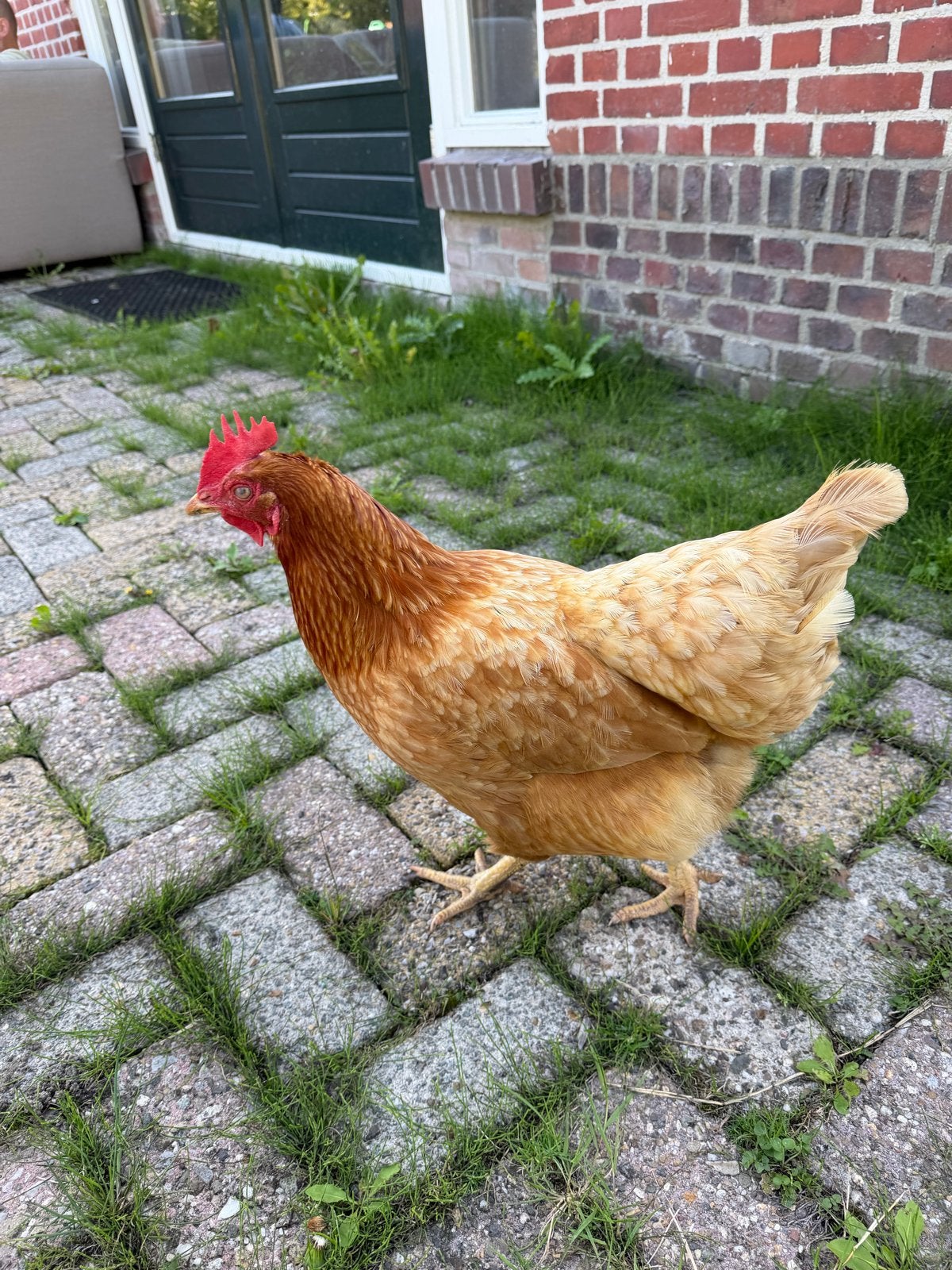 Foto 3 van Kip gratis af te halen