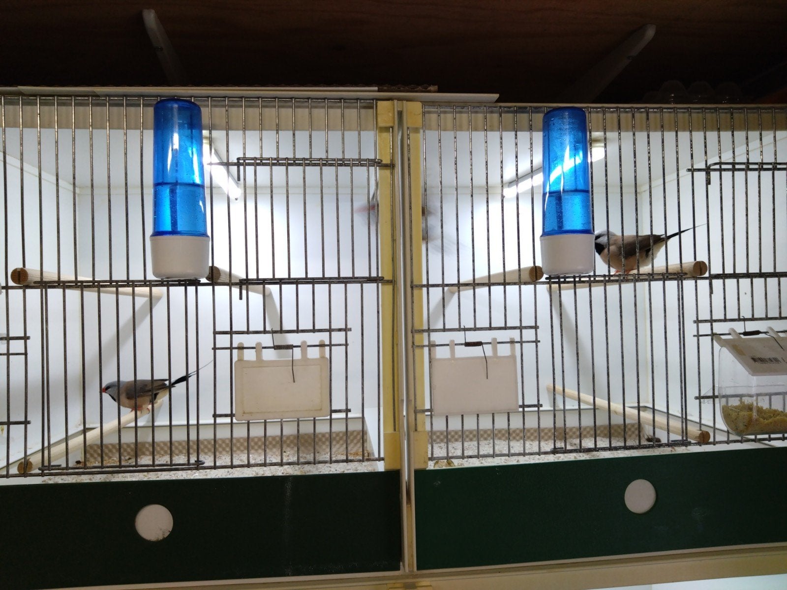 3 jonge spitsstaartamadine, Ophalen, Hout, Vogelkooi