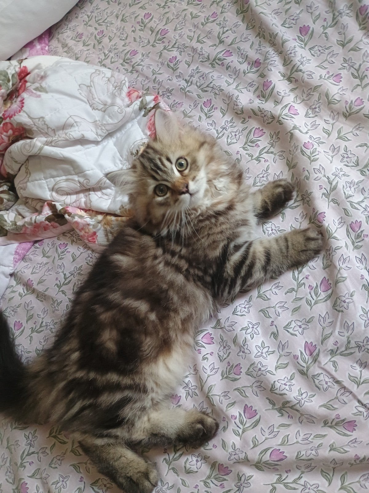 Britse langhaar kittens, Meerdere dieren, Langharig