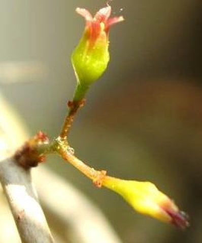 Caudex Commiphora Humbertii  van oorsprong Madagaskar, Huis en Inrichting, Overige soorten, Ophalen of Verzenden, In pot, Minder dan 100 cm