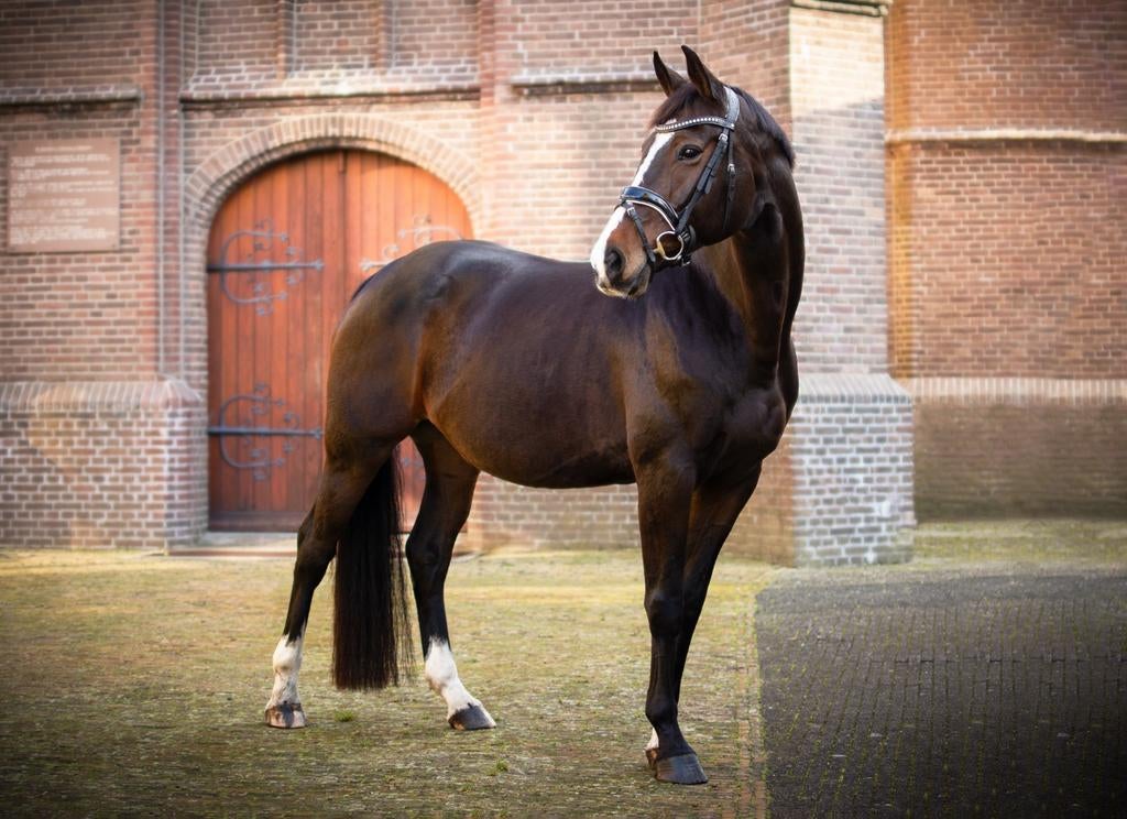 Voorlopig keur fokmerrie, Dieren en Toebehoren, Merrie