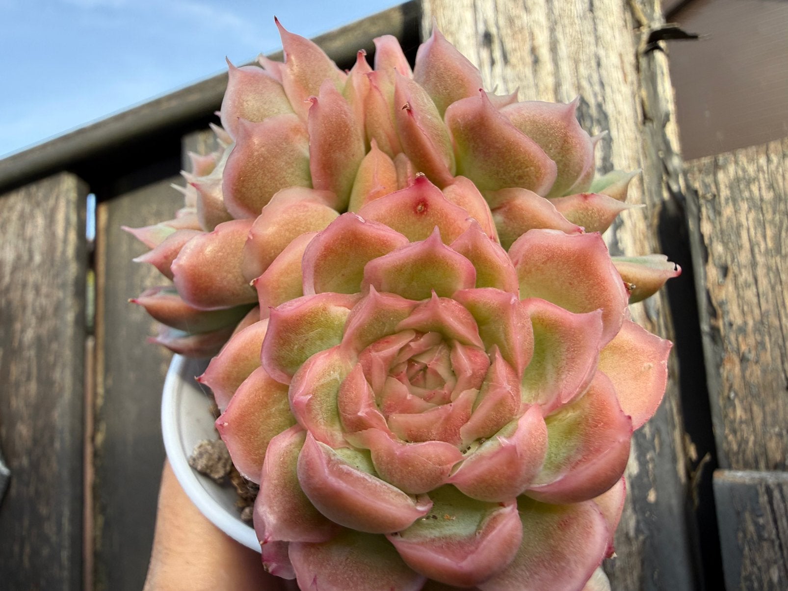 E. Agavoide Shrimp Dumplings/pot 8cm/vetplant/succulent, Ophalen of Verzenden, Halfschaduw, Minder dan 100 cm