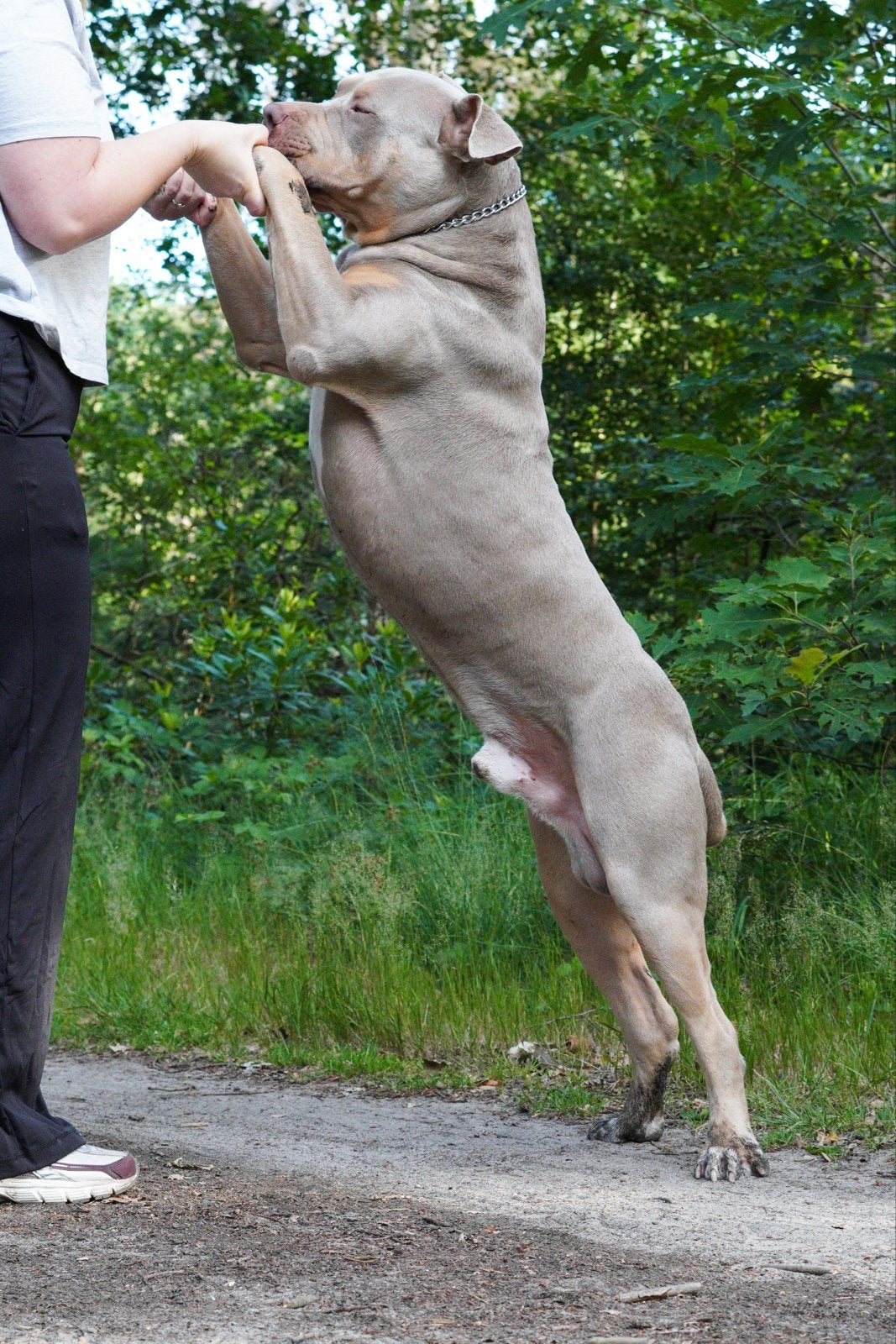 DEKREU - XL American Bully, Reu, 1 tot 2 jaar, Eén hond, CDV (hondenziekte)