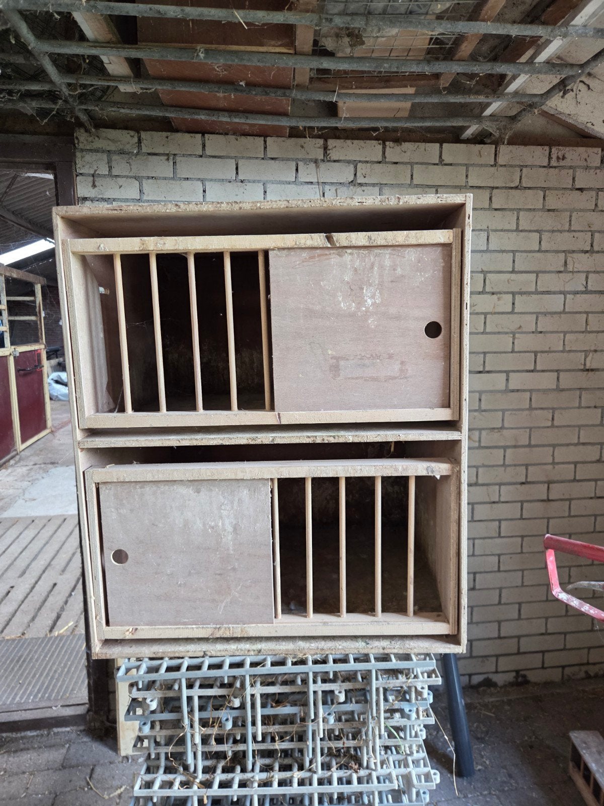 dubbele broekbak Postduiven, Meerdere dieren, Postduif