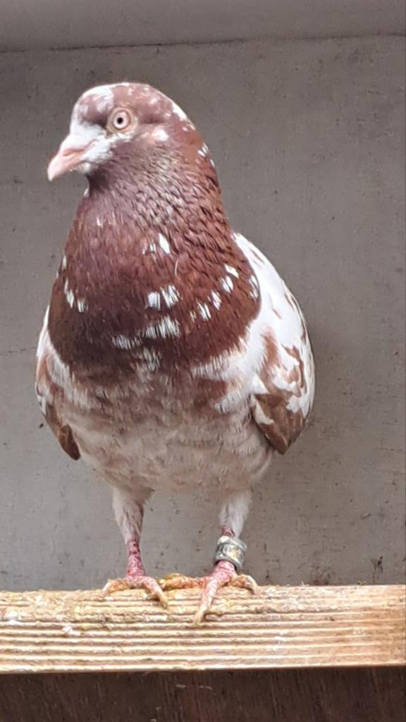 Te koop 2 doffers 2 jaar oud, Dieren en Toebehoren, Vogels | Duiven, Mannelijk