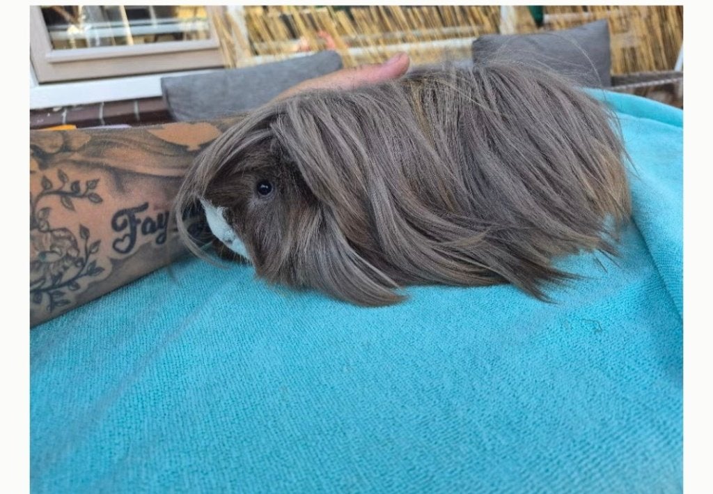 Cavia beertje peruvian (evt fokbeer), Dieren en Toebehoren, Januari, Mannelijk, Cavia