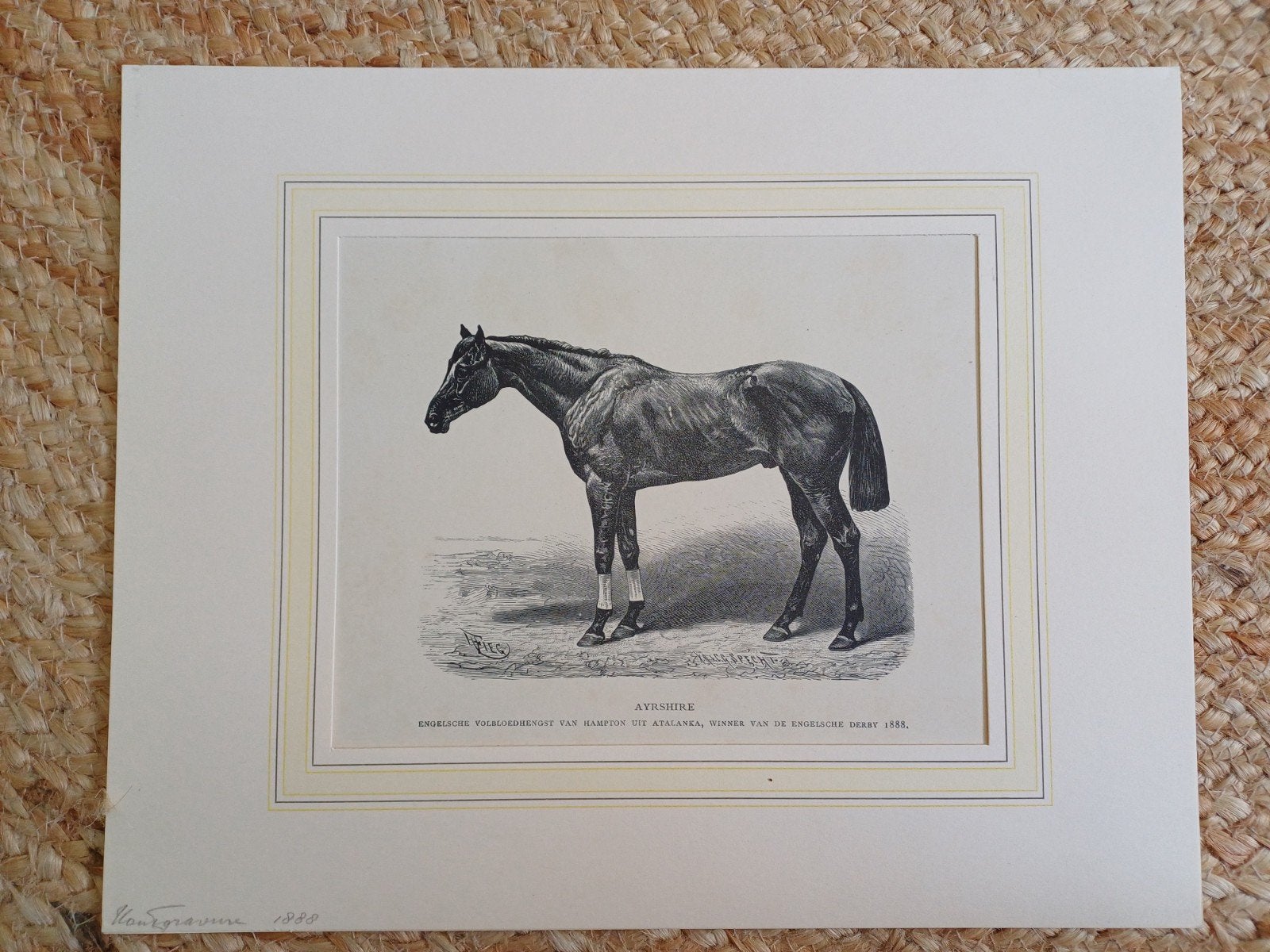 Antieke houtgravure paarden: Ayrshire, Vinum Bonum, Turkmene, 1800 - 1899, Ophalen of Verzenden, Met tekst, Houtsnede