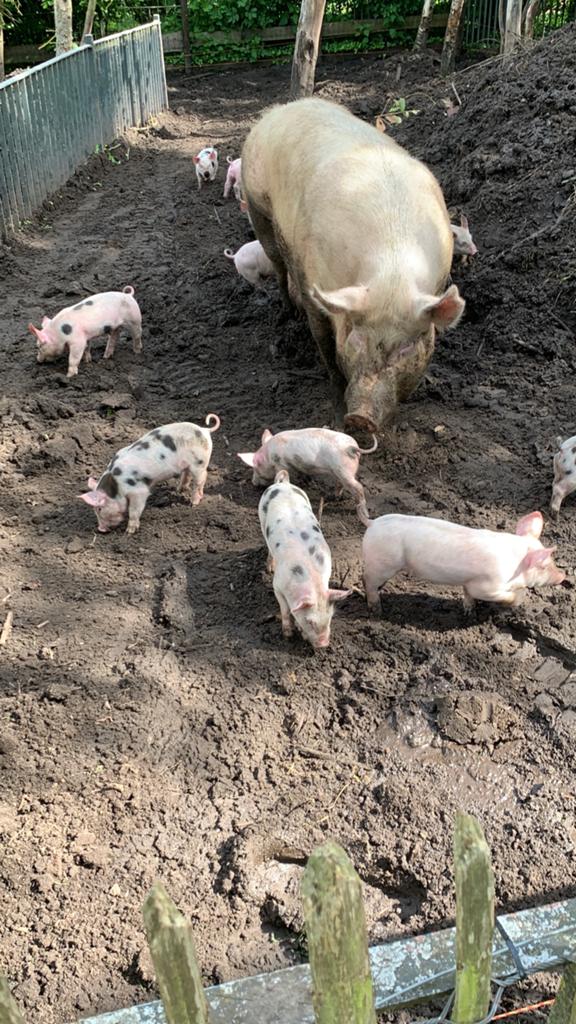 Biggen te koop pietrain €75, Dieren en Toebehoren, Schapen, Geiten en Varkens, Varken