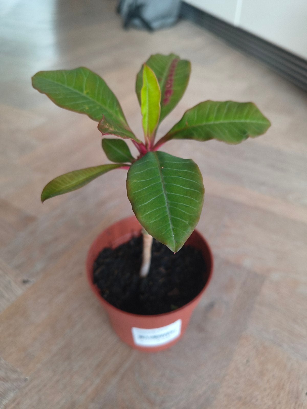 Madagascar Jewel (Euphorbia leuconeura) - Jonge Plant, Ophalen