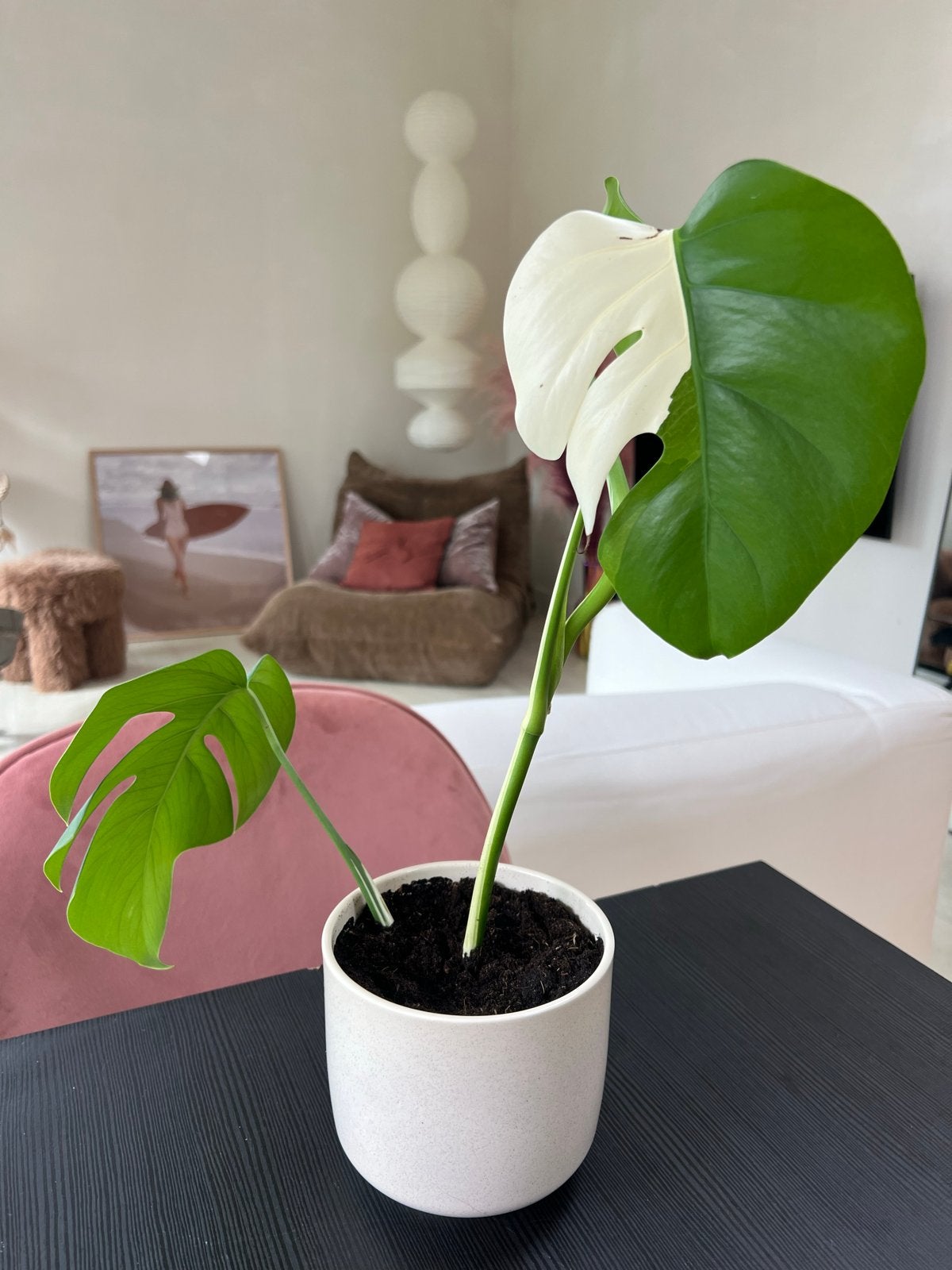Monstera Variegata Albo inclusief pot, Huis en Inrichting, Ophalen, Overige soorten, Halfschaduw, In pot