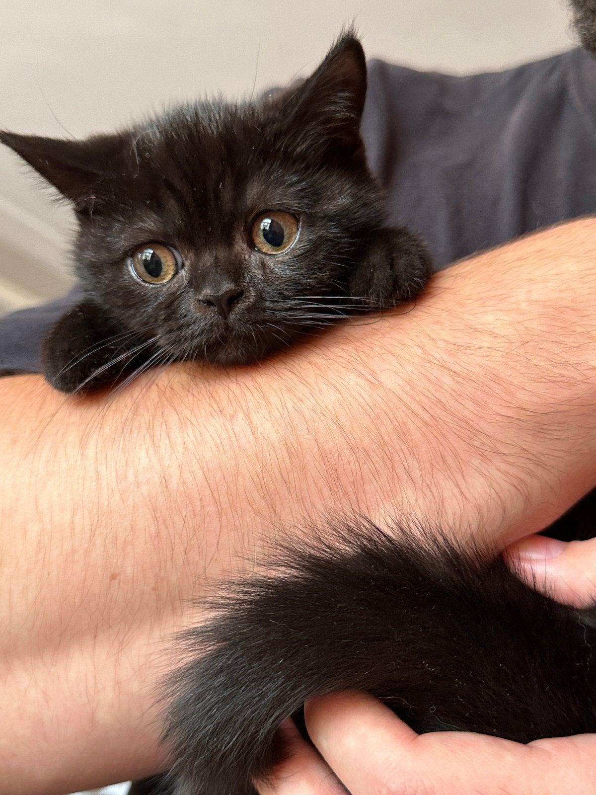 Britse korthaar poes, Poes, Kortharig, 0 tot 2 jaar