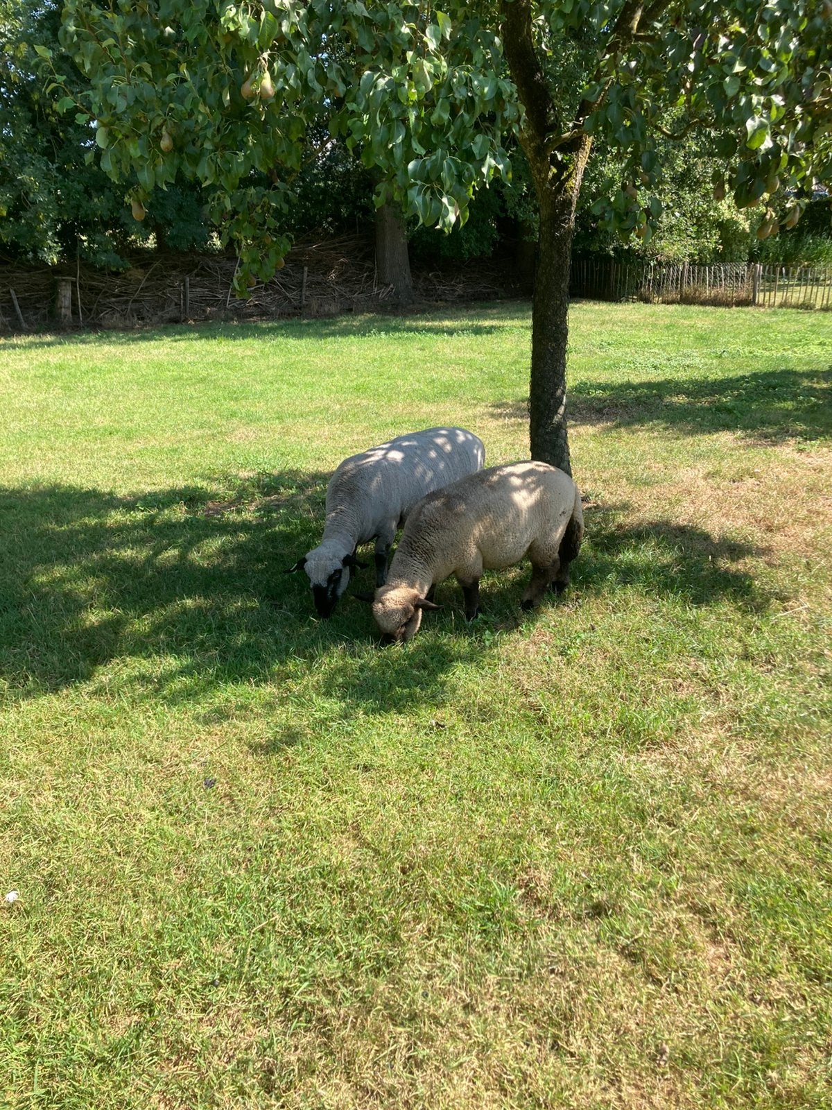 Te koop hampshire down ooien, Vrouwelijk, Schaap