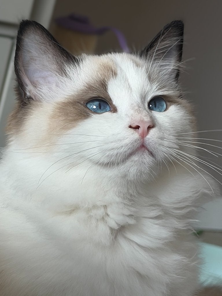 Ragdoll kittens met stamboom en uit geteste ouders!, Meerdere dieren, Met stamboom, 0 tot 2 jaar