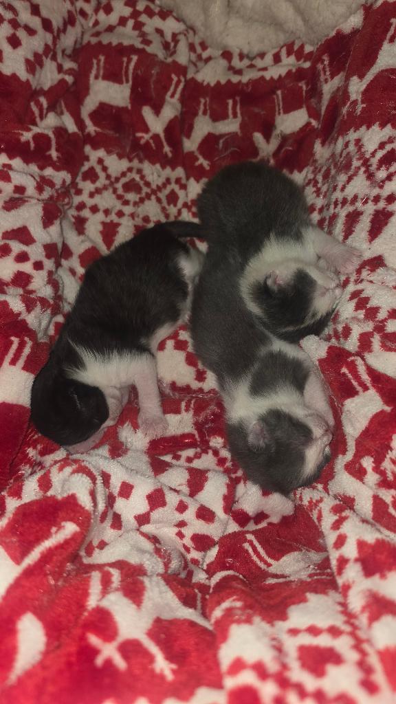 Lieve kittens zoeken een goed thuis, 0 tot 2 jaar