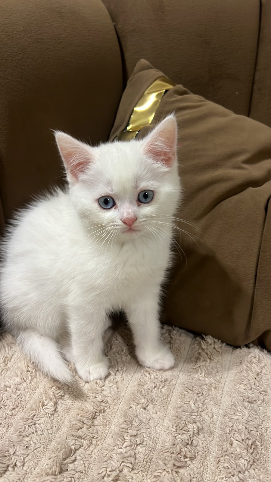 lieve kittens Ragdoll x Britse Korthaar – blauwe ogen, Meerdere dieren