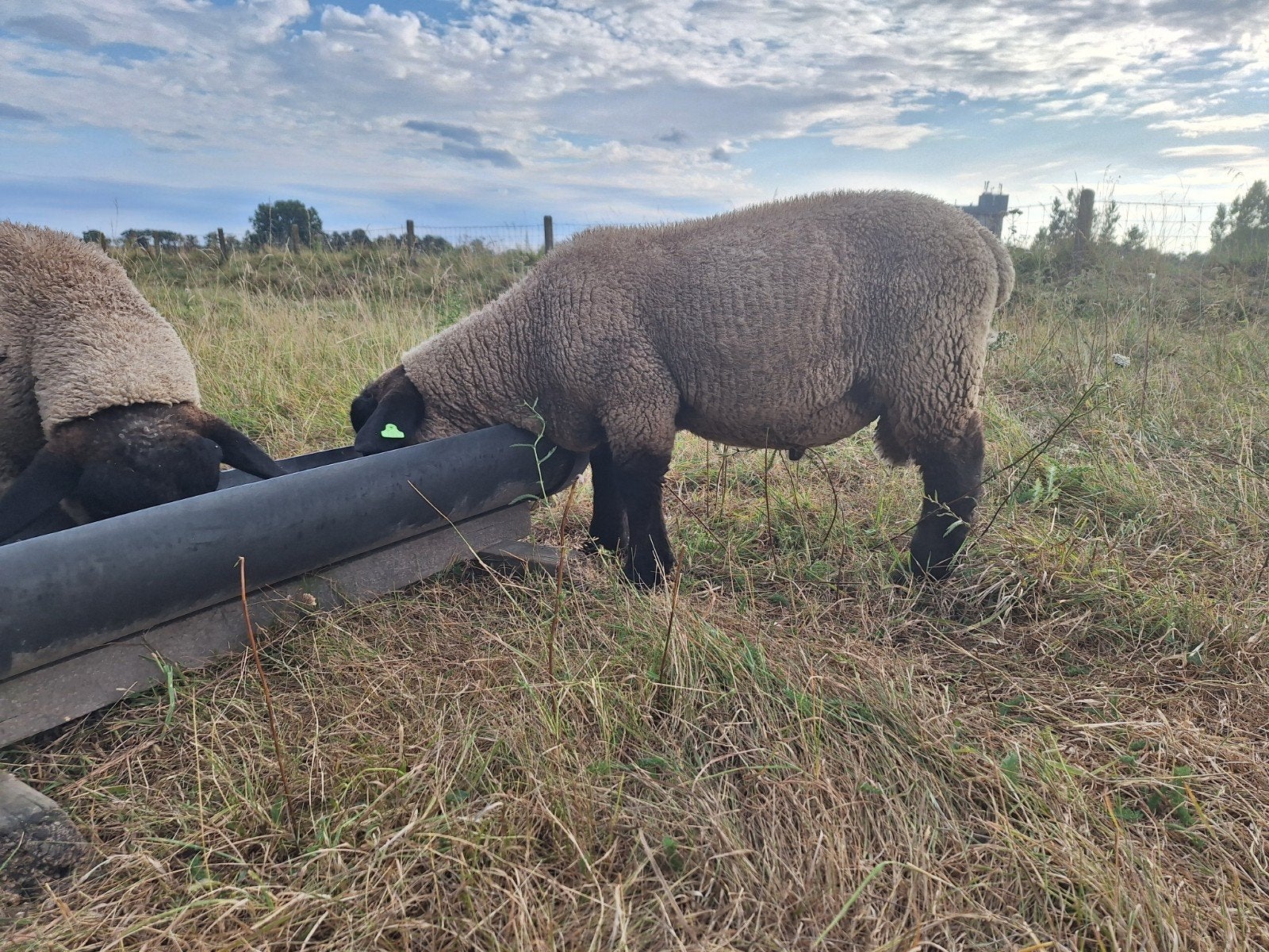 Suffolk stamboek rammen te koop, Mannelijk, Schaap, 0 tot 2 jaar