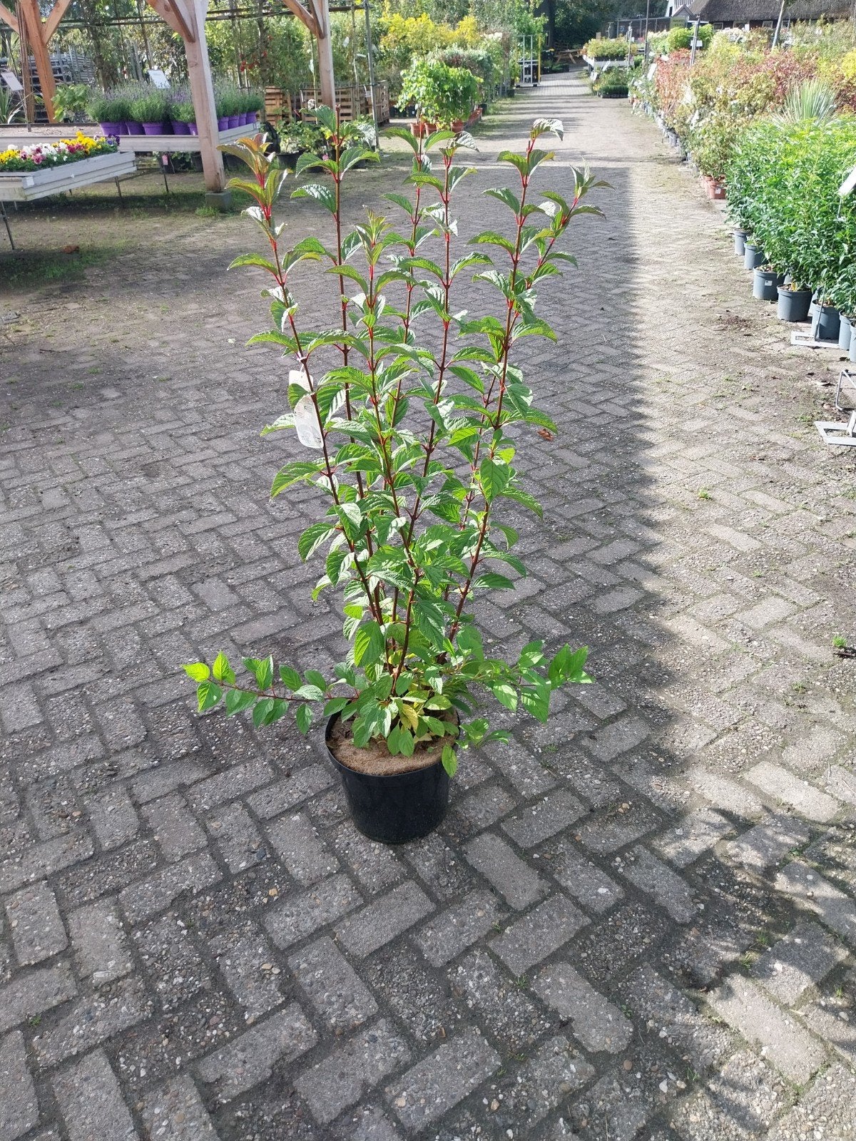 Viburnum Struiken - Diverse Soorten Beschikbaar, Vaste plant, Halfschaduw, Lente, Ophalen