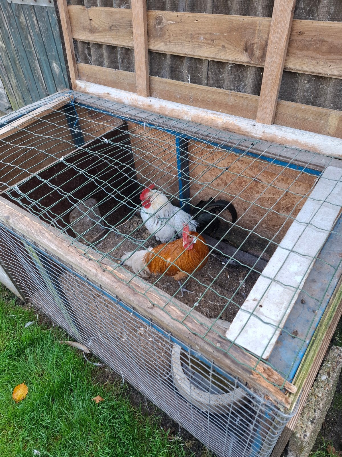 Mooie hanen, Dieren en Toebehoren, Pluimvee, Mannelijk, Kip