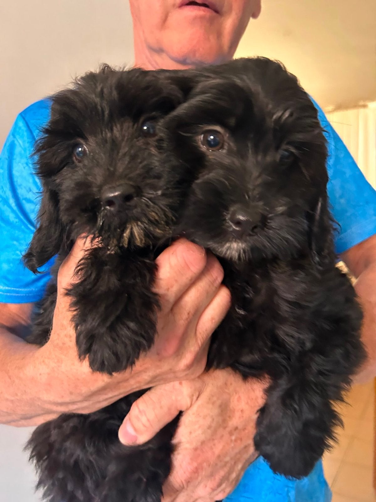 Cavapoo puppy toy poedel x cavalier 1 reutje 1 teefje, Dieren en Toebehoren, Poedel, Parvo, 8 tot 15 weken, Meerdere