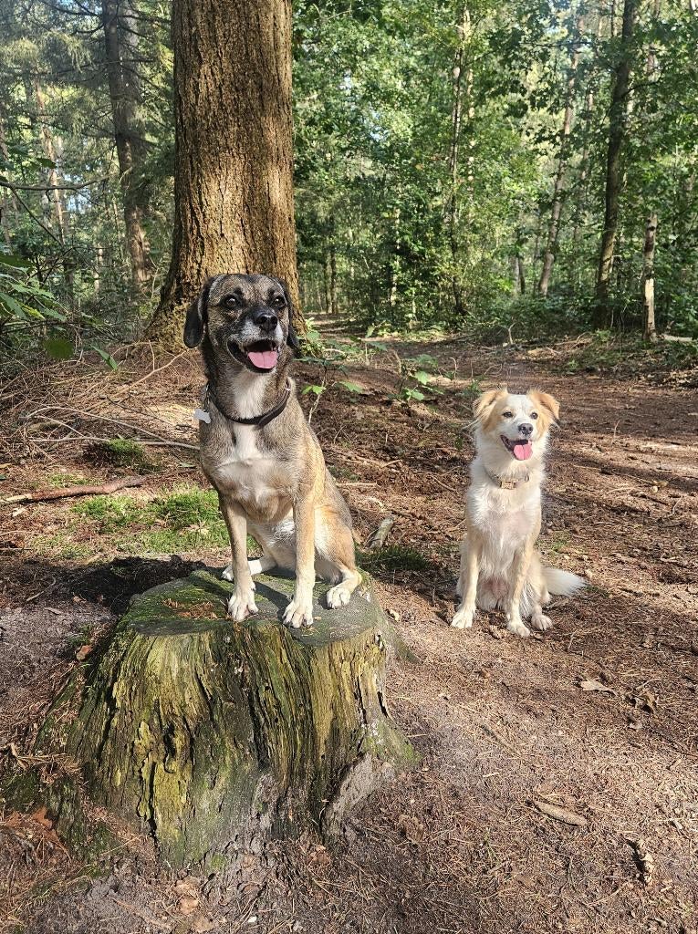 2 hondjes aangeboden ter adoptie vanwege allergie, Dieren en Toebehoren, Honden | Niet-rashonden, Middel, Teef, Particulier, Meerdere