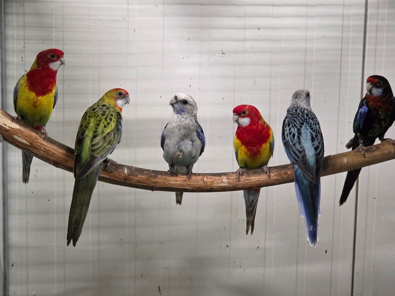 Rosella mutaties, Dieren en Toebehoren