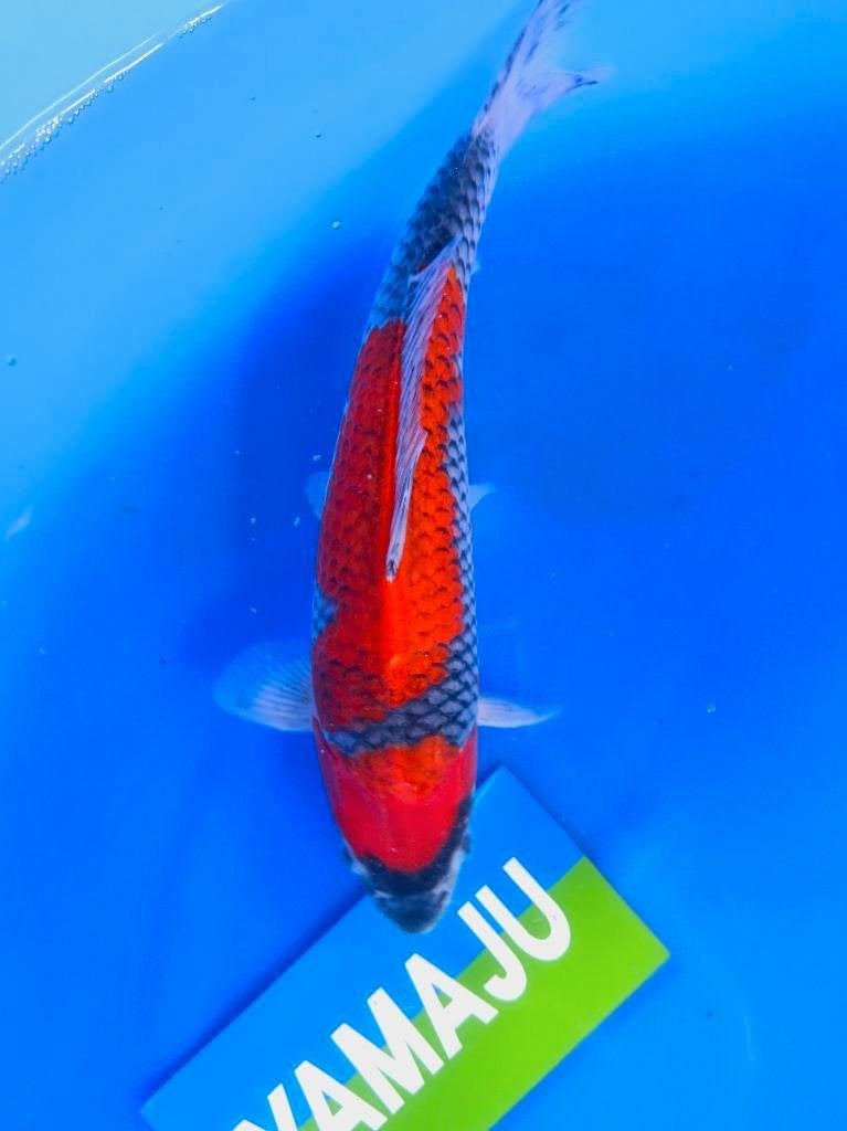 Hq Japankoi, Jumbo Nisai, enorme groeipotentie, Dieren en Toebehoren, Karper of Koi