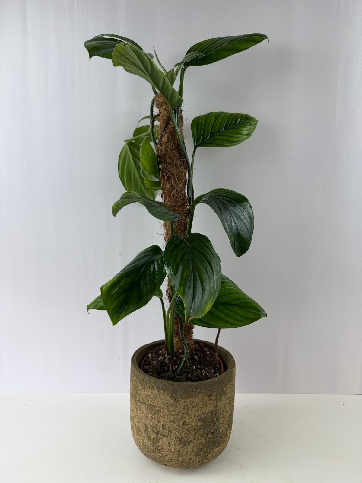 Monstera aureopinnata, Huis en Inrichting, Kamerplanten, Ophalen of Verzenden